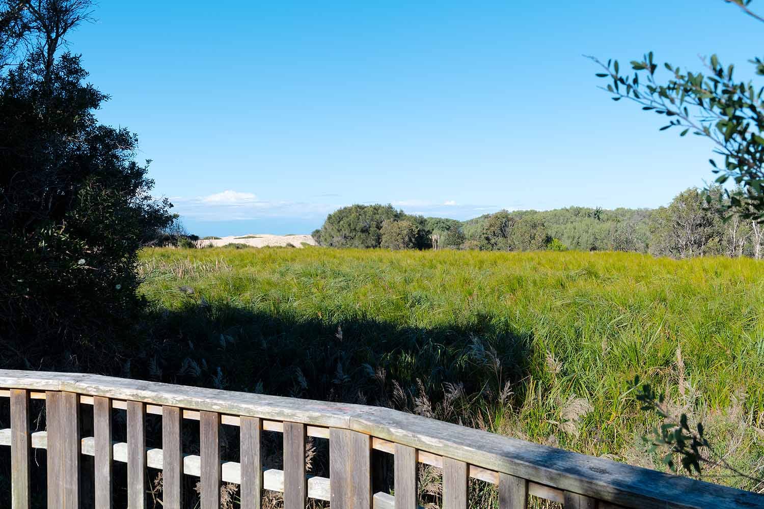 Viewing platform overlooking the wetlands along the Ken & Audrey Owens Walk at Redhead in Lake Macquarie.
