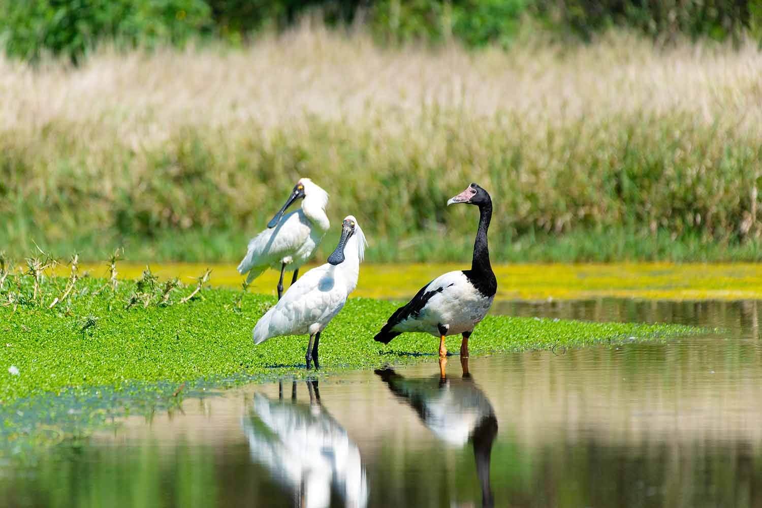 Royal spoonbills and a magpie goose forage in shallow wetlands at Hunter Wetlands Centre Australia near Newcastle.