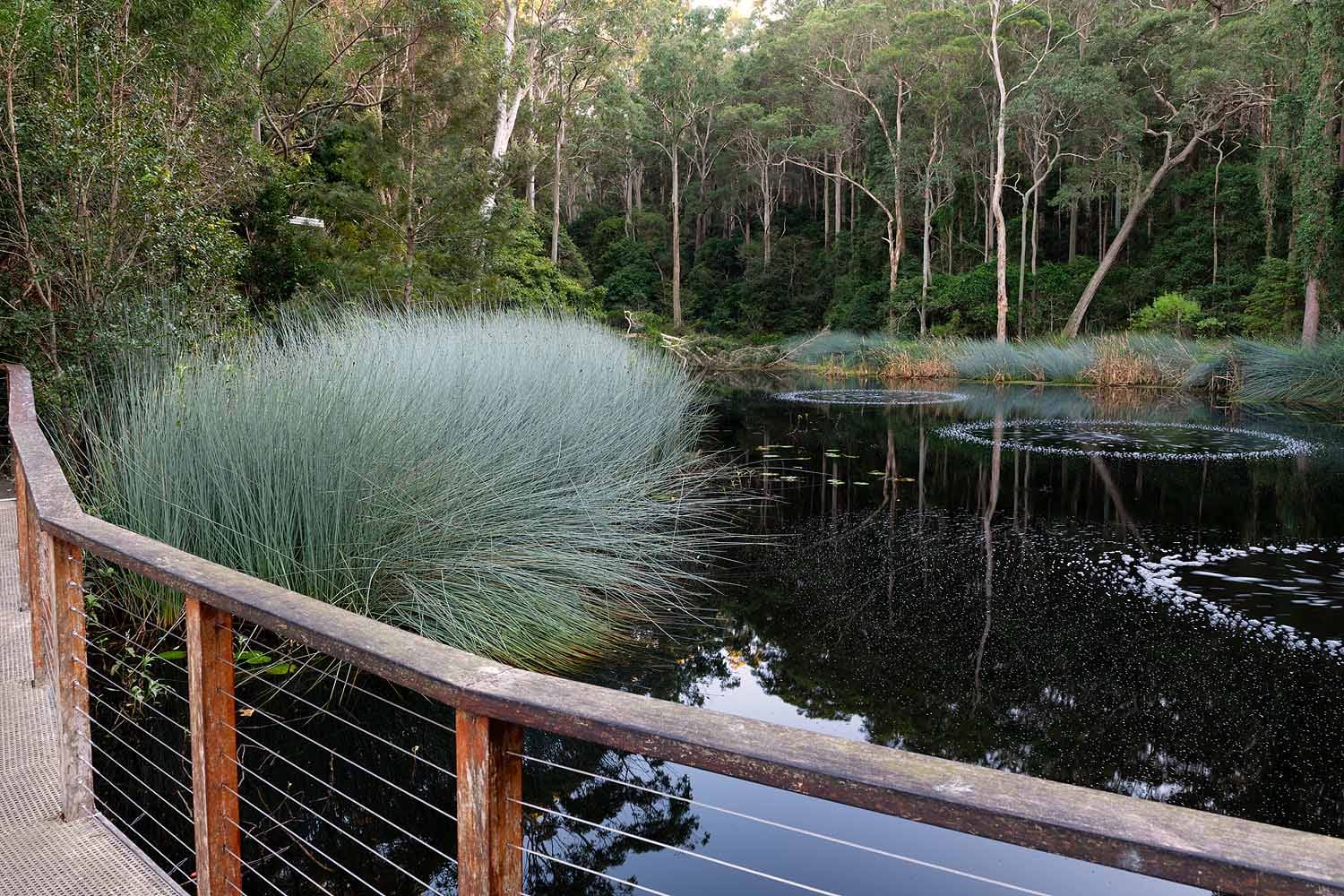 Wetlands and boardwalk within Blackbutt Reserve in Newcastle.