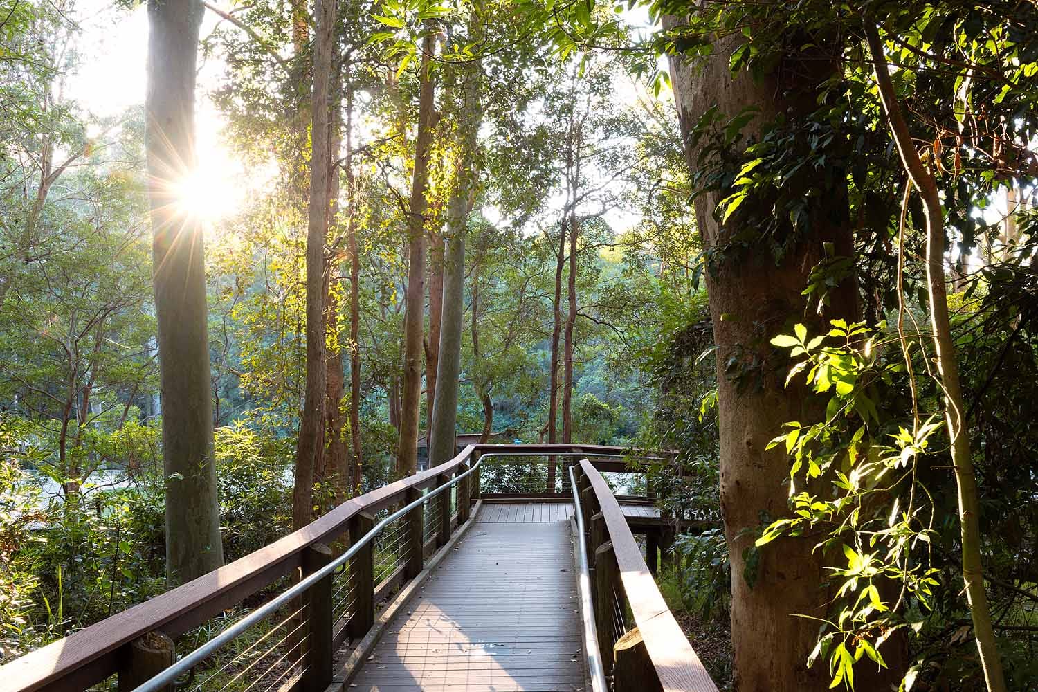 Elevated boardwalk winding through native bushland in Blackbutt Reserve, Newcastle.