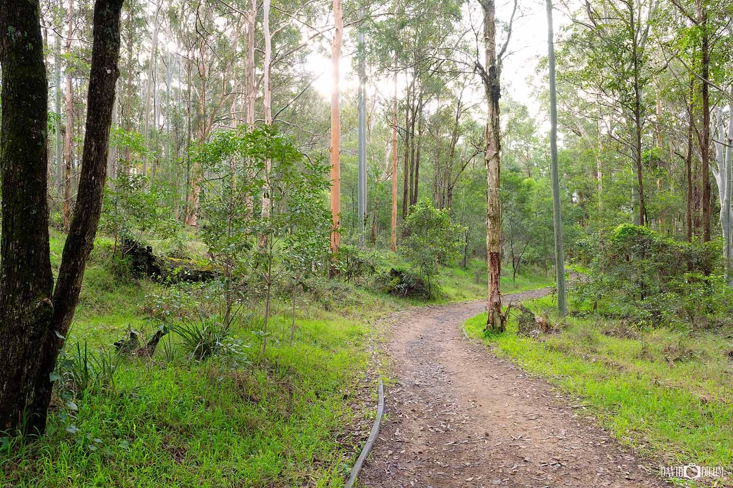 Walking trail through Blue Gum Hills Regional Park in Minmi near Newcastle NSW.
