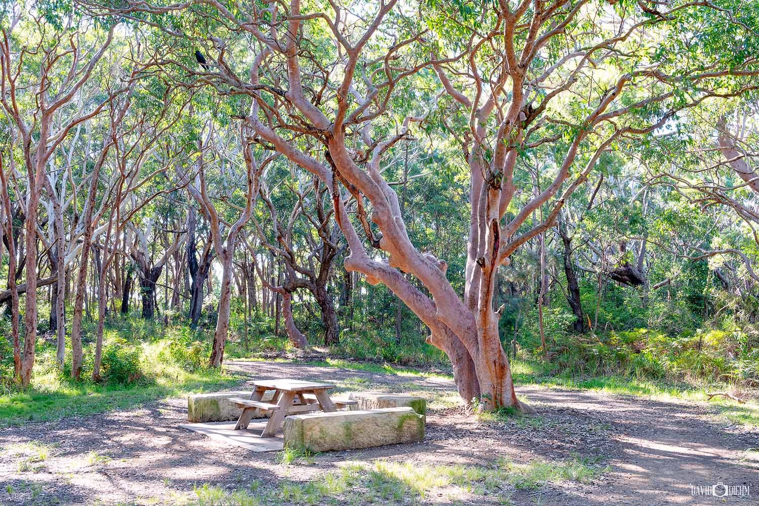 Picnic area surrounded by native angophora forest along the Awabakal Coastal Walk in Awabakal Nature Reserve.