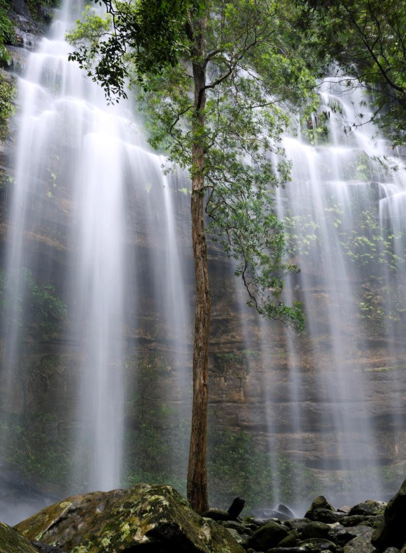 Gap Creek Falls cascading over a sandstone cliff in the Watagan Mountains, with a tall rainforest tree standing among the flowing water and moss-covered boulders below.