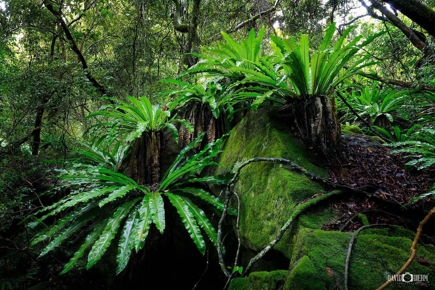 Lush coastal rainforest with giant bird's nest ferns and moss-covered boulders in Glenrock State Conservation Area, Newcastle NSW.