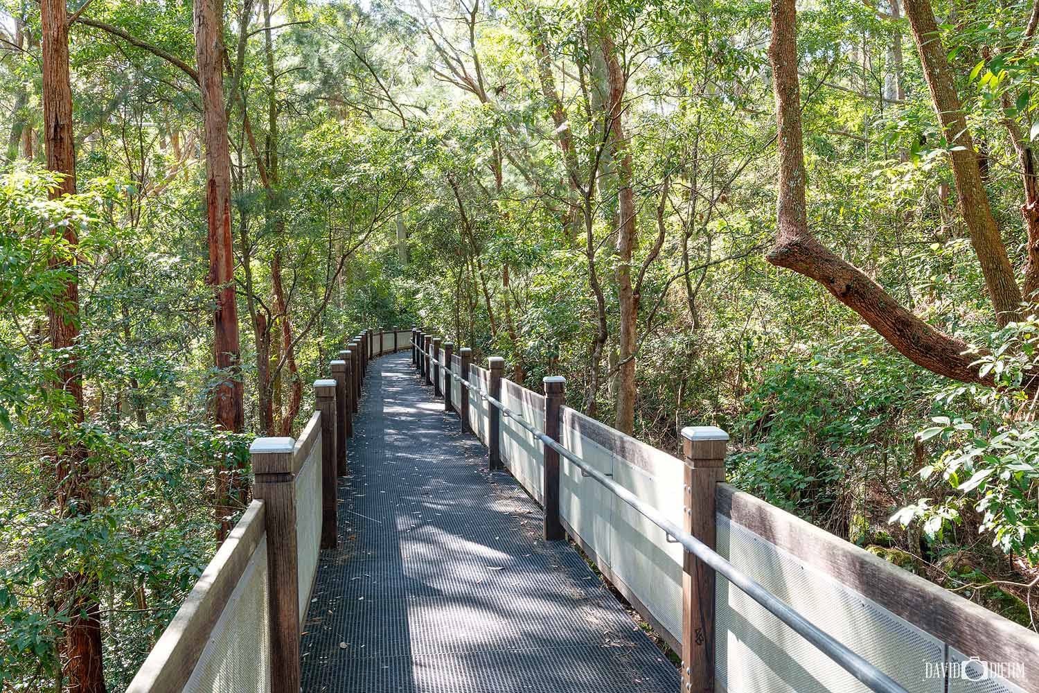 Boardwalk winding through rainforest on the Yuelarbah Walking Track in Glenrock State Conservation Area, Newcastle NSW.