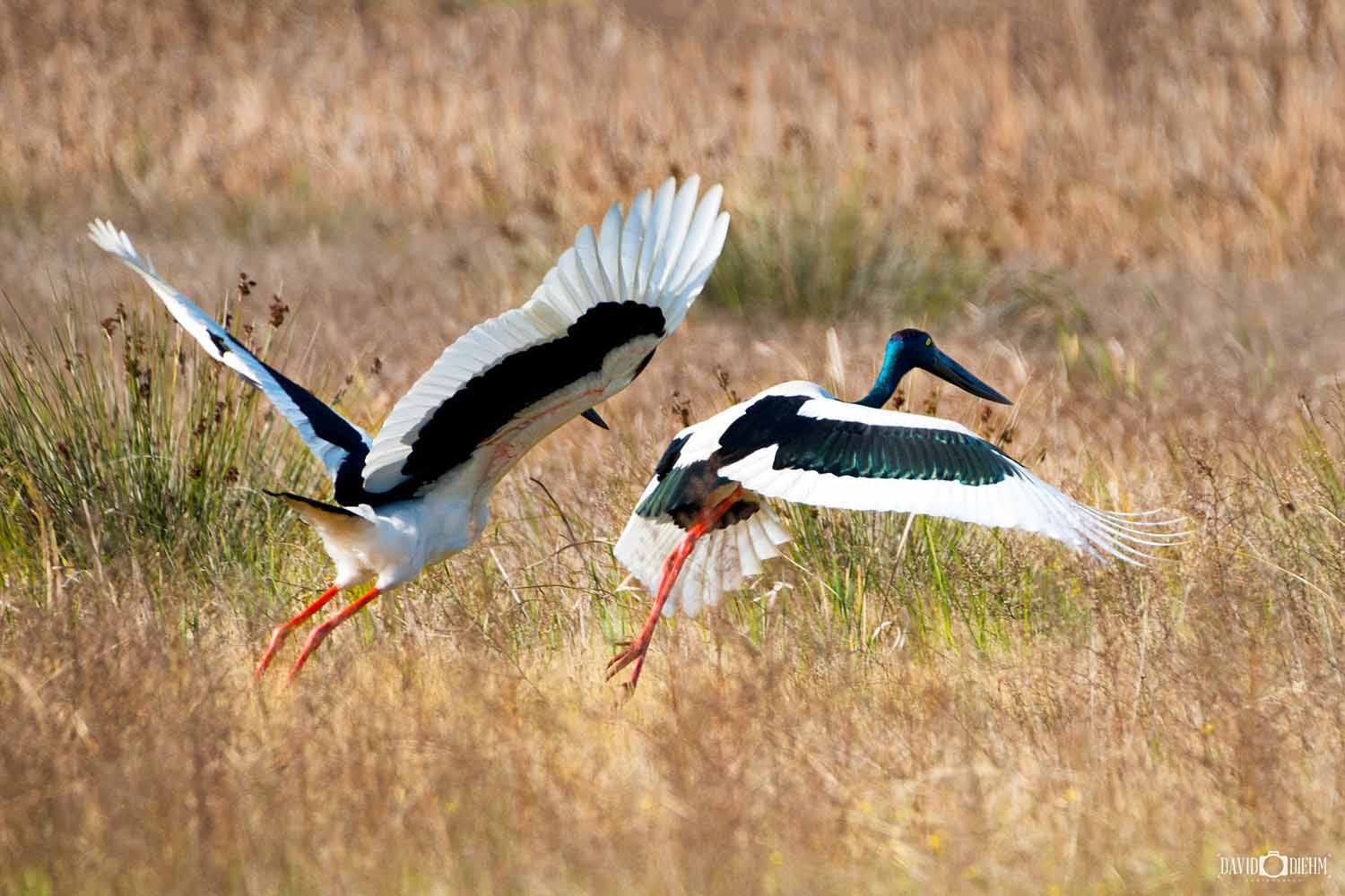 Two Black-necked Storks (Jabirus) at the Hunter Wetlands Centre in Shortland, Newcastle.