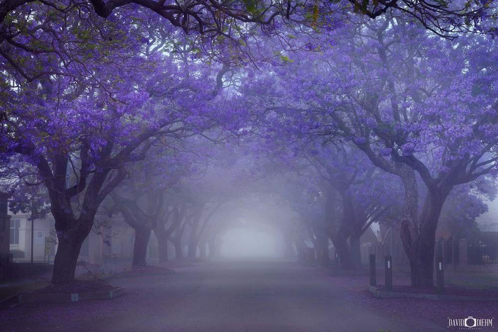 Raymond Terrace jacaranda trees in bloom during spring creating a purple avenue in Port Stephens NSW