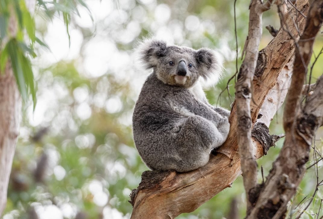 koala resting in a eucalyptus tree in Port Stephens NSW