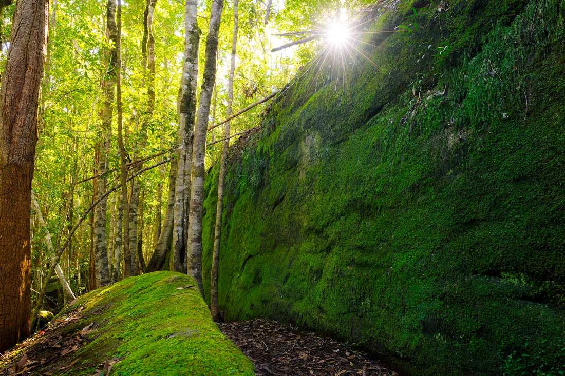 Sunlight filtering through rainforest trees illuminates the iconic moss-covered sandstone wall at Boarding House Dam in the Watagan Mountains.