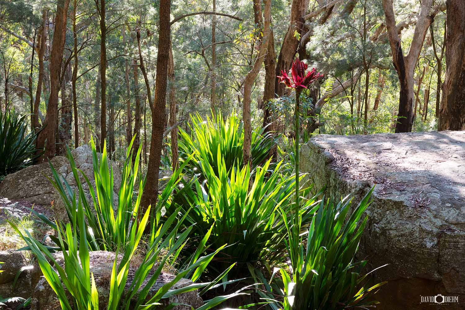 Native bushland along the Mount Sugarloaf Walk in Sugarloaf State Conservation Area near Lake Macquarie.