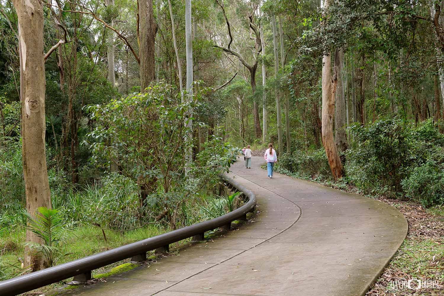 Visitors walking along the Tall Trees Walk at Richley Reserve in Blackbutt Reserve, Newcastle NSW.