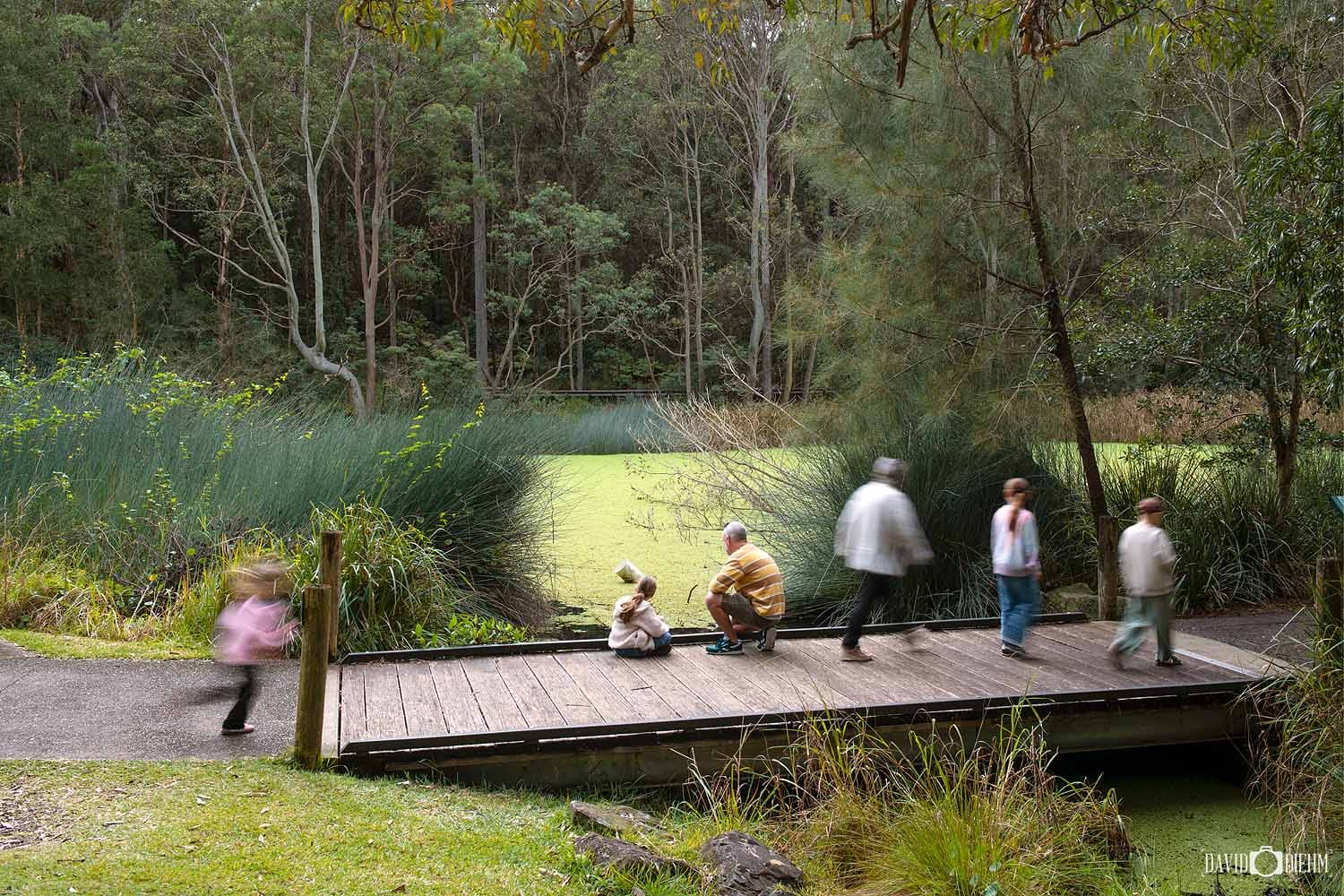 Families exploring the boardwalk over Coal Mine Creek at Richley Reserve in Blackbutt Reserve.