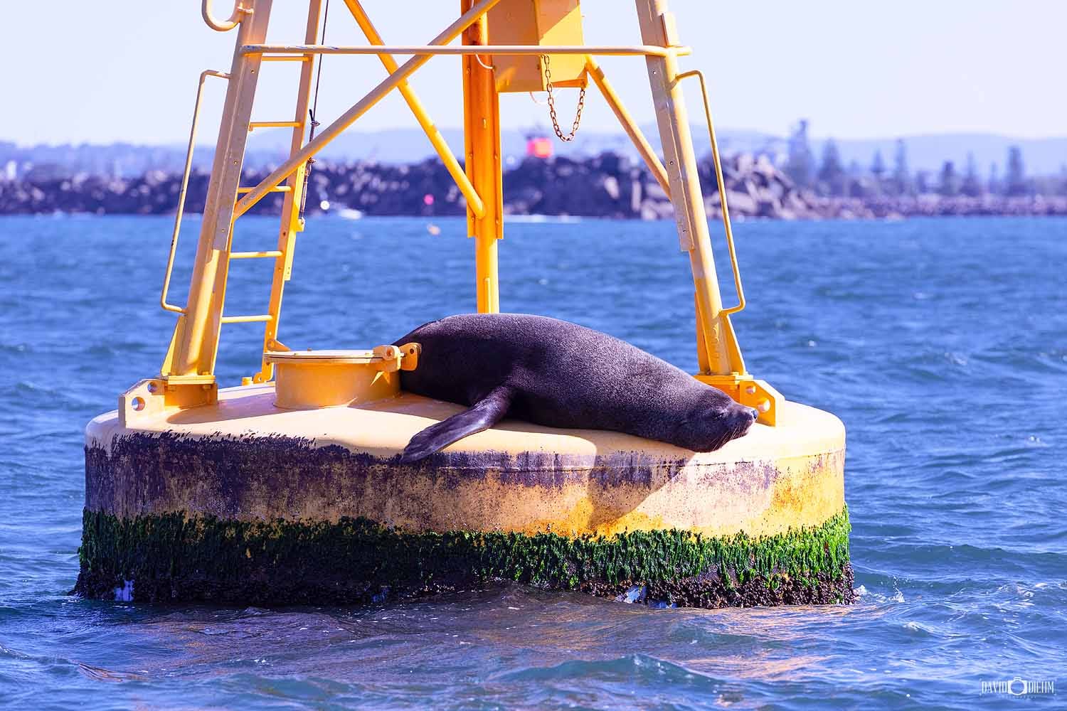 Australian fur seal resting on a harbour marker buoy at Newcastle Harbour entrance.
