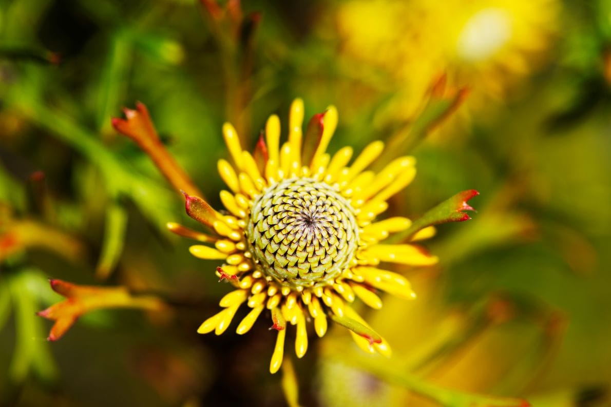 dudley-bluff-lookout-native-wildflower.jpg Close-up of a native yellow wildflower growing near Dudley Bluff Lookout in Glenrock State Conservation Area, Lake Macquarie.