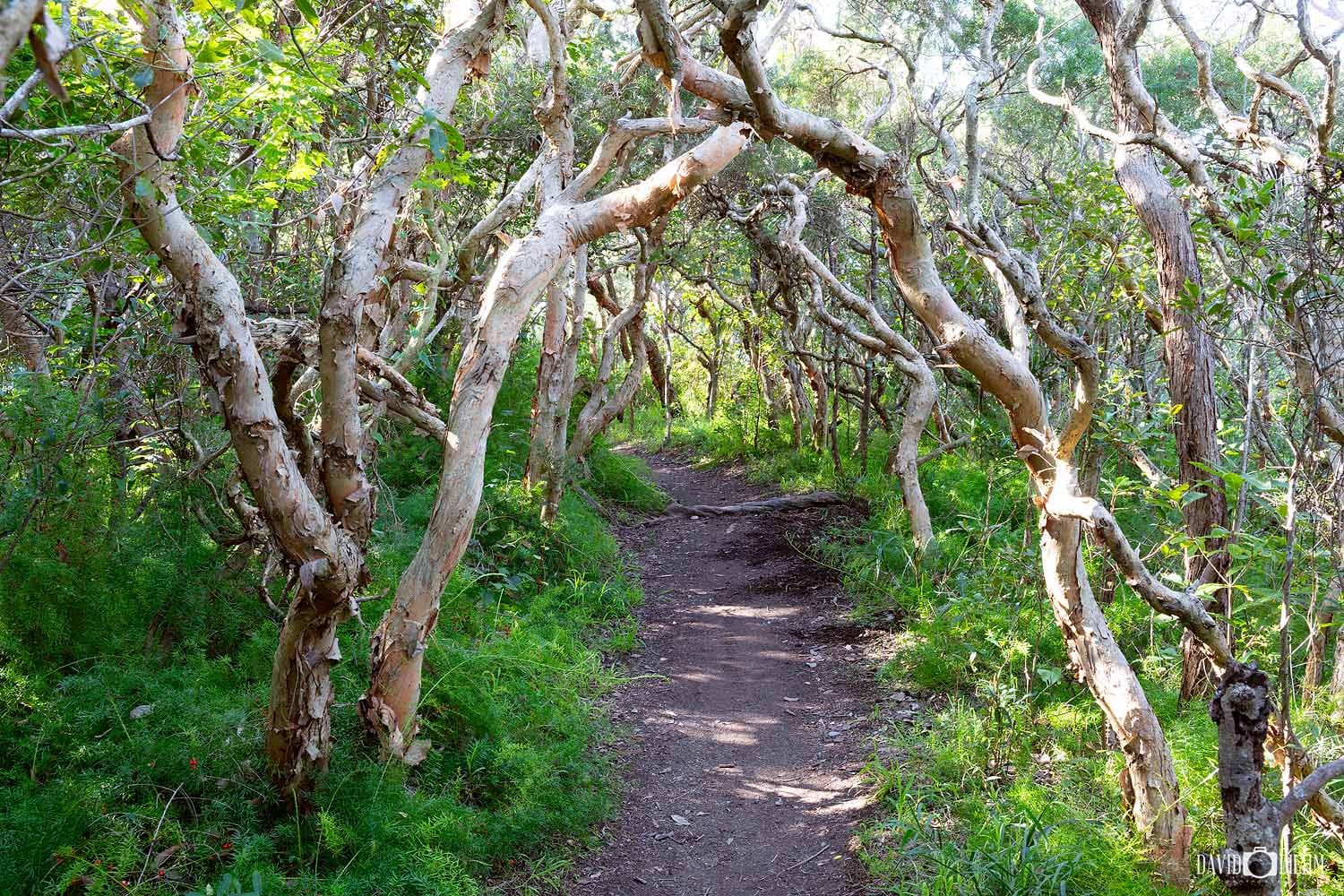 debs-parade-lookout-bush-track.jpg Bushwalking trail leading through coastal forest to Debs Parade Lookout in Glenrock State Conservation Area.