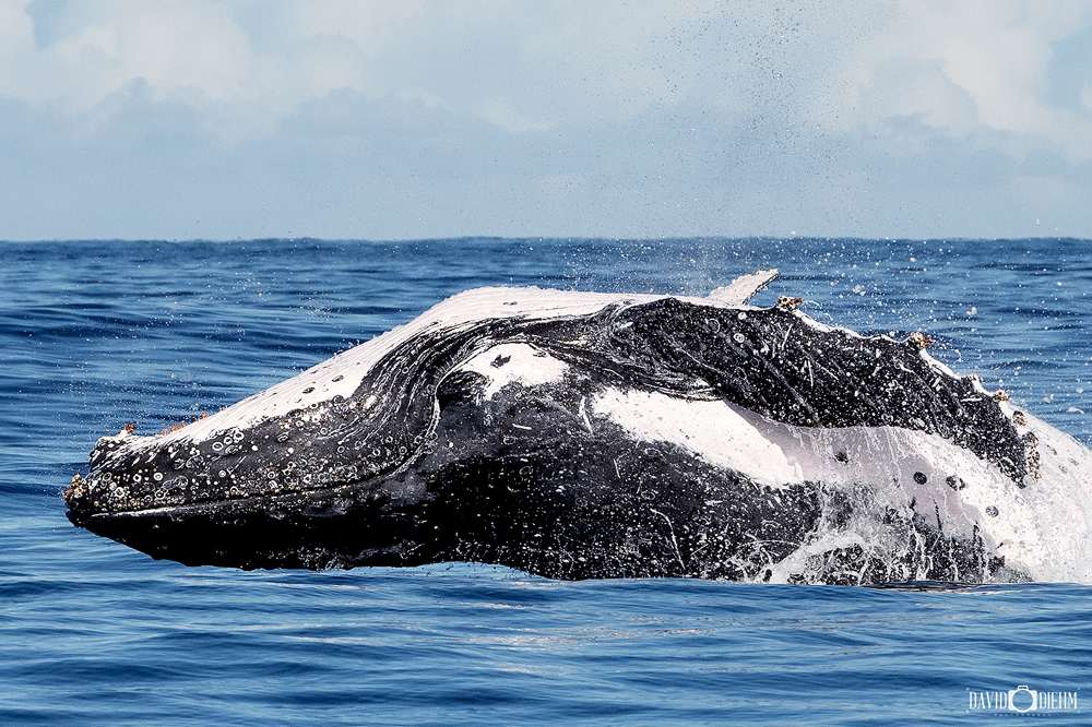 humpback-whale-lake-macquarie.jpg Close-up of a humpback whale surfacing off the Lake Macquarie coastline.