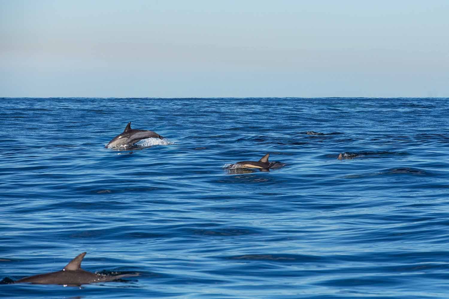 Pod of dolphins swimming during a dolphin watching cruise in Port Stephens