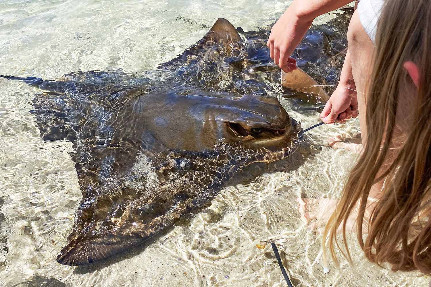 Visitor feeding a stingray at Irukandji Shark and Ray Encounters in Port Stephens