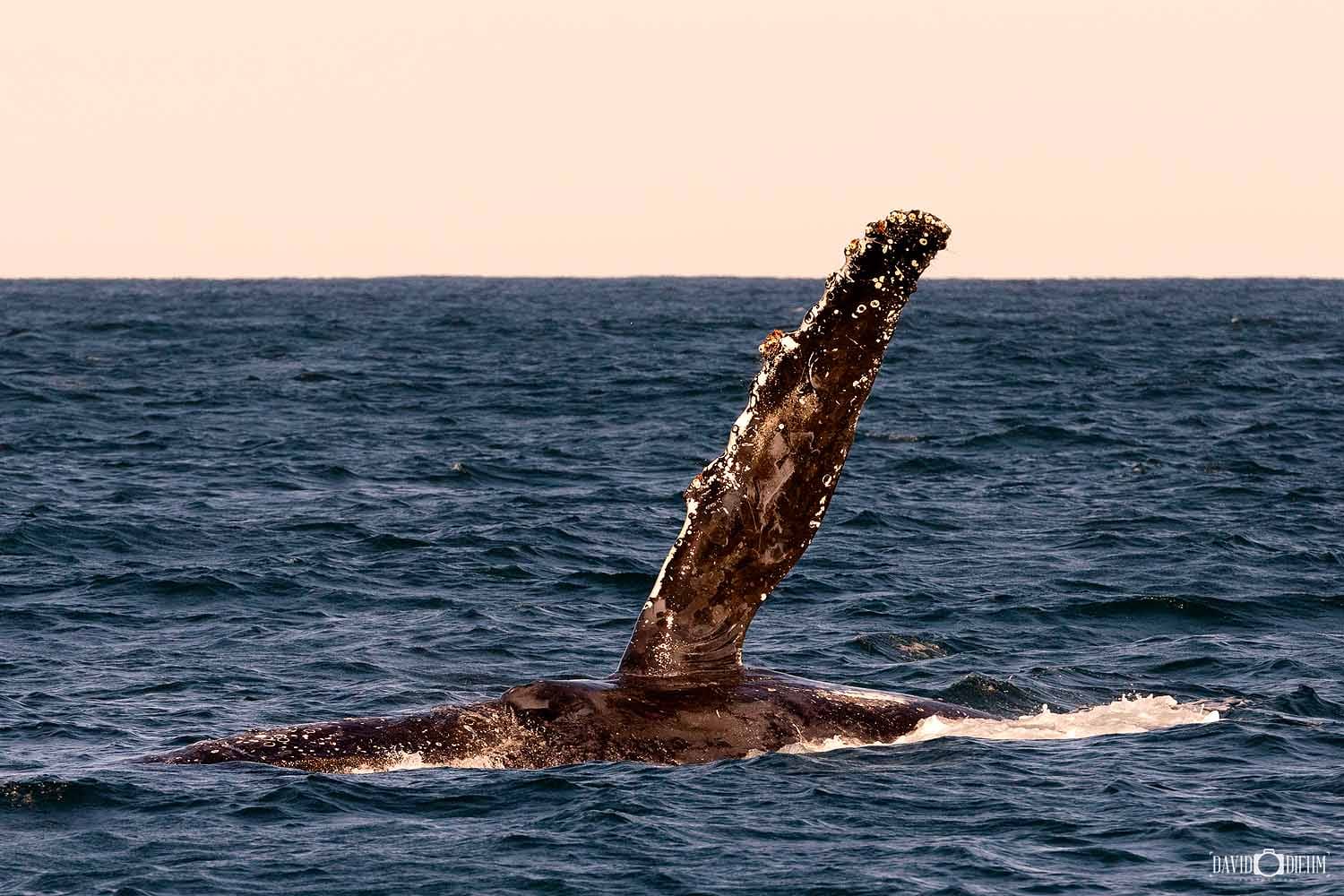 Humpback whale raising its pectoral fin during a whale watching cruise from Nelson Bay