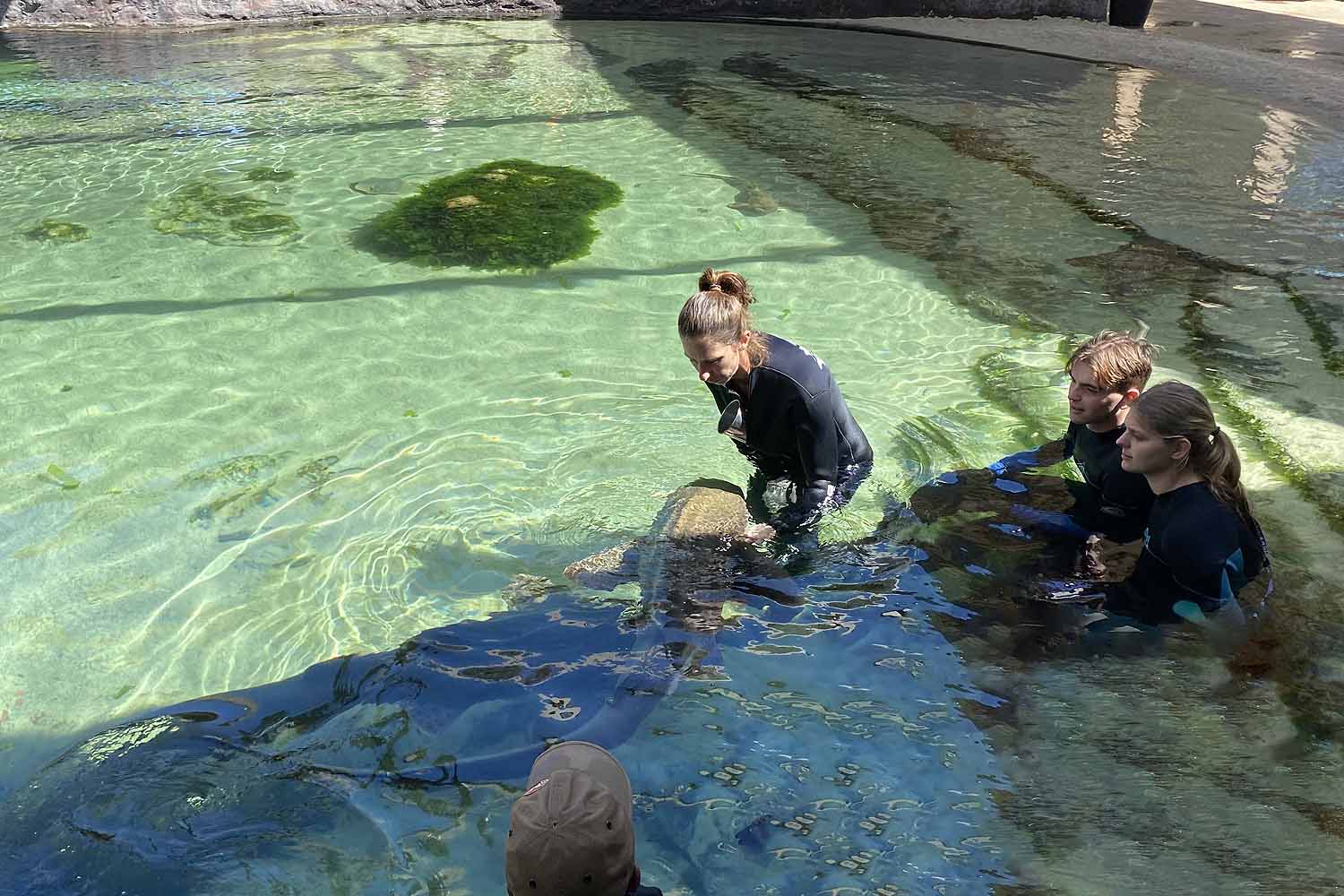 Visitors in the water with stingrays at Irukandji Shark and Ray Encounters in Port Stephens